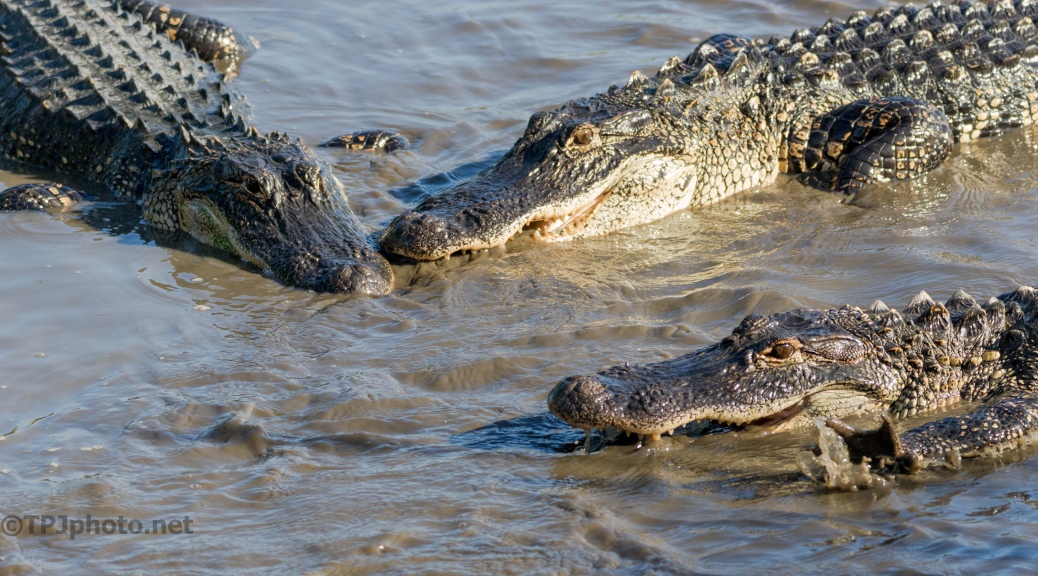 Group Of Alligators 26