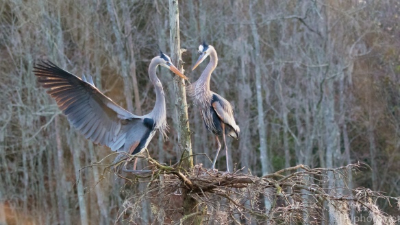 Herons, New Nest Activity - click to enlarge