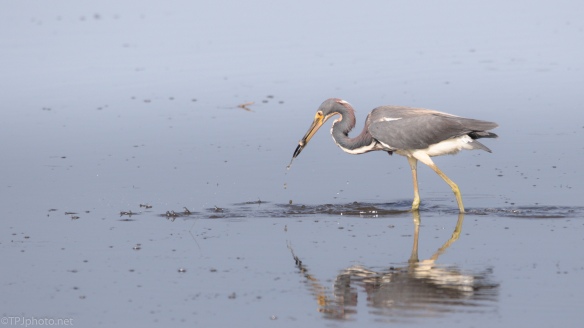 The Agility Of A Tricolored Heron - click to enlarge
